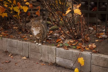Evsiz bir kedi yolun kenarında oturuyor