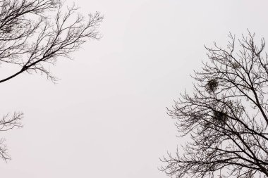 Ağaç siluetleri Gri sonbahar gökyüzünün arka planında taçlanıyor
