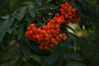 Bir dalda Red Rowan meyveleri. (Sorbus aucuparia)