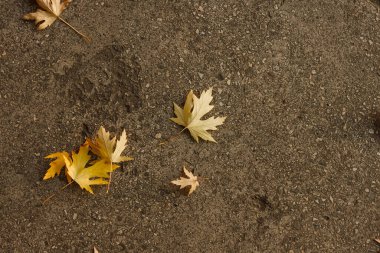 Kaldırımda düşen akçaağaç yaprakları gün batımında aydınlanır. Küçük alan derinliği