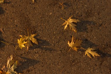 Kaldırımda düşen akçaağaç yaprakları gün batımında aydınlanır. Üst görünüm