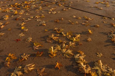Kaldırımda düşen akçaağaç yaprakları gün batımında aydınlanır. Küçük alan derinliği