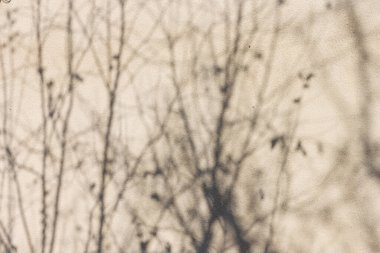 Bir ağacın gölgesi evin duvarına düşer. Arkaplan