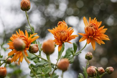 Çiğ taneli turuncu kasımpatı. Küçük alan derinliği