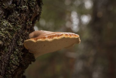 Fomes fomentarius ve çiy damlaları. Küçük alan derinliği