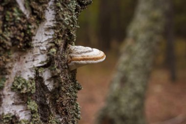 Fomes fomentarius yakın çekim. Küçük alan derinliği