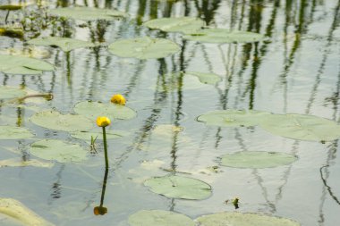 Nehirde sarı nilüfer yaprakları (Nuphar lutea). Yüzeyin derinliği (DOF)