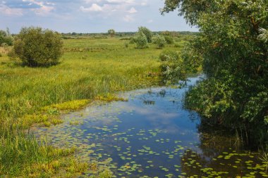 Nehirli resimli bir manzara manzarası. Nehir yatağını gören manzara. Fazla gelişmiş kıyılar
