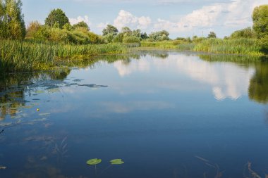 Nehirli resimli bir manzara. Nehir yatağını gören manzara. Fazla gelişmiş kıyılar
