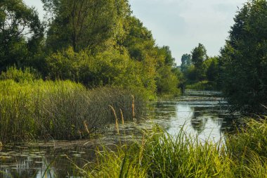 Nehirli resimli bir manzara manzarası. Nehir yatağını gören manzara. Fazla gelişmiş kıyılar