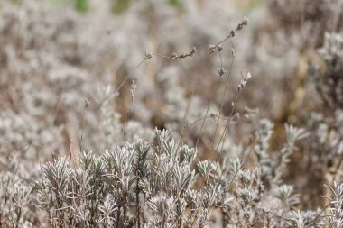 Lavanta. Gümüş yaprakların doğası. Alanın küçük derinliği