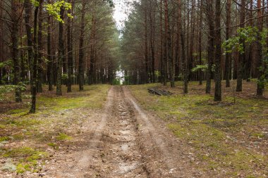 Kozalaklı bir ormandan geçen yol