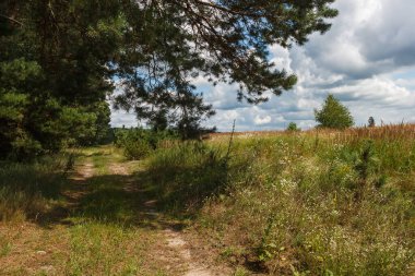 Orman ve tarla manzarası