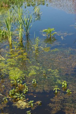 Gölet yeşil su bitkileriyle kaplıdır.