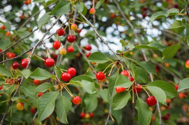 Kiraz ağacının dalında sallanan sulu kirazlar