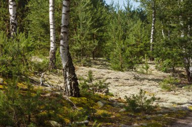 Çam ormanındaki huş ağacı. Yakın plan.