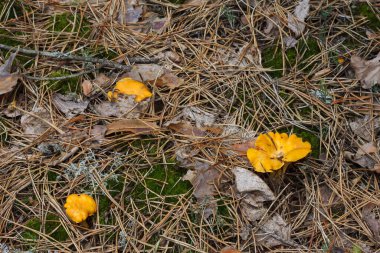 Ormanda çok güzel mantarlar var. Yüzeyin derinliği (DOF)