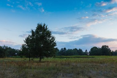 Akşam gökyüzünün arka planındaki tarlaların arasındaki yalnız ağaç.