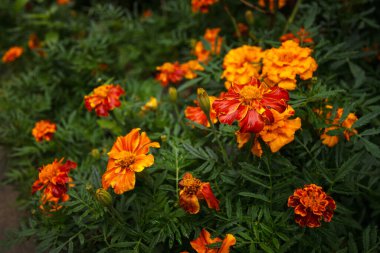 Yaprakların üzerindeki çiy damlacıklarıyla çiçek etiketleri. Üst Manzara. Yakın plan.. 