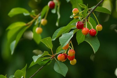Kiraz ağacının dalında sallanan sulu kirazlar