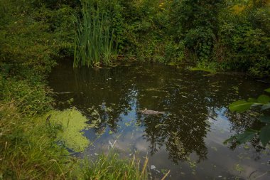Ölü balıklar suyun yüzeyinde yüzerler.