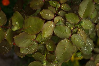 Gül yapraklarının üzerindeki çiy damlaları. Küçük alan derinliği.