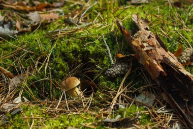 Tylopilus felleus mantarı yosunların arasında yetişir ve güneş tarafından aydınlatılır. Yakın plan.