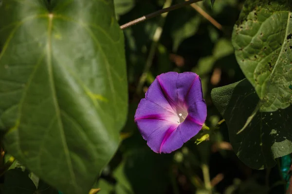 Belle Fleur Ipomée Dans Jardin — Photo