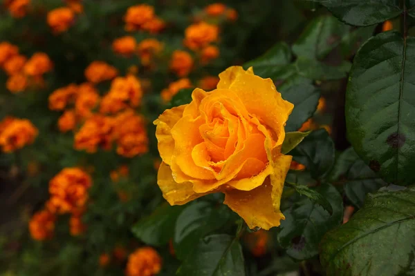 Жовта Троянда Краплями Роси Пелюстках — стокове фото