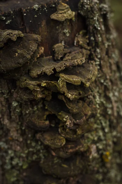 蘑菇生长在木制树桩上 实地深度小 — 图库照片