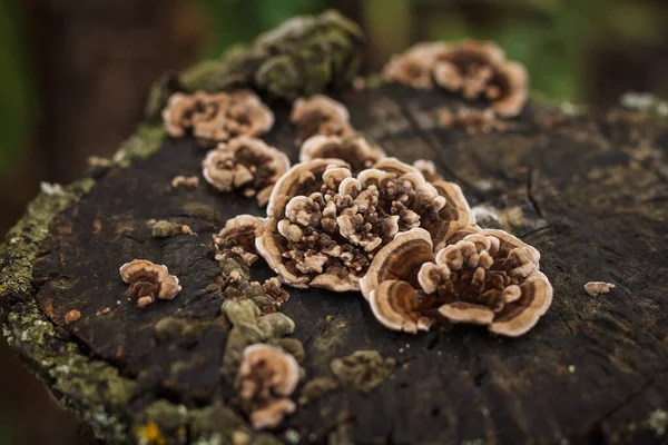 Mushrooms Growing Wooden Stump Small Depth Field — Stock Photo, Image