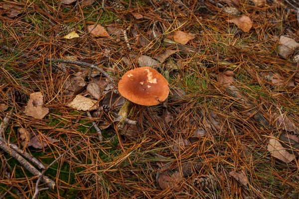 Vacker Svamp Tallskog Liten Skärpedjup — Stockfoto