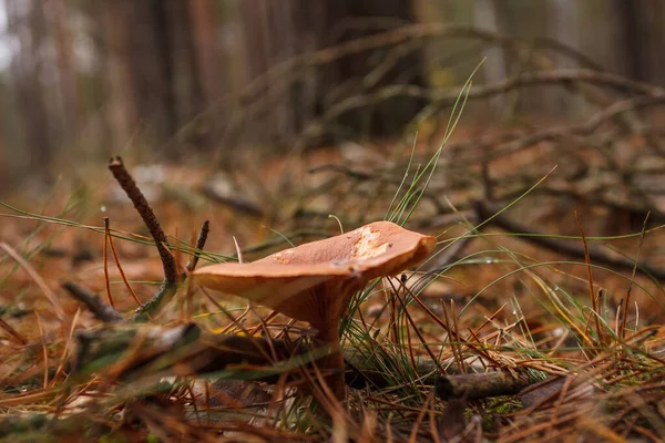 Beautiful Wild Mushroom Poisonous Mushrooms Small Depth Field — Stock Photo, Image