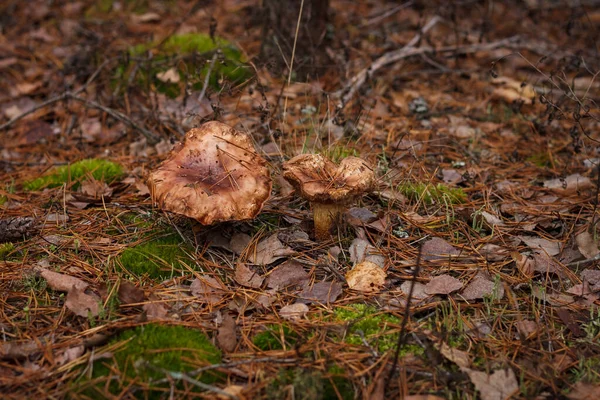 Deux Champignons Sauvages Dans Forêt Automne Petite Profondeur Champ — Photo