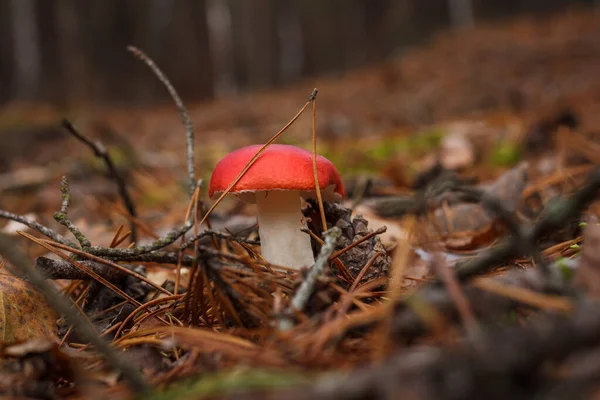 Russula Rosea Dans Une Forêt Conifères Petite Profondeur Champ — Photo