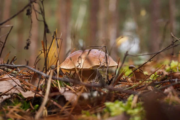 Champignon Blanc Dans Forêt Boletus Edulis Petite Profondeur Champ — Photo