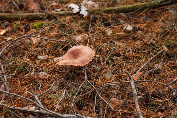 Beautiful Mushroom Pine Forest Small Depth Field — Stock Photo, Image