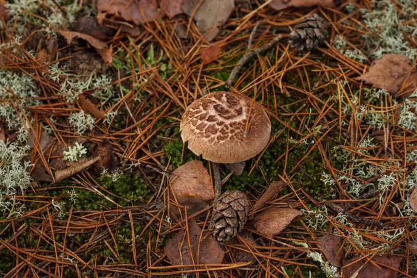 Champignon Comestible Sarcodon Imbricatus Dans Une Forêt Conifères — Photo
