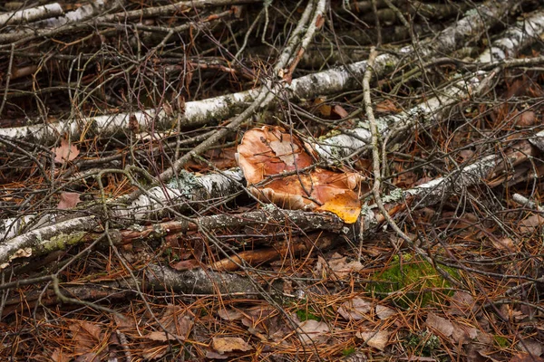 Hermoso Hongo Silvestre Crece Entre Las Ramas Secas Caídas Pequeña — Foto de Stock