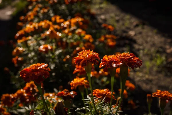 Květiny Tagety Kapkami Rosy Okvětních Lístcích Horní Pohled Detailní Záběr — Stock fotografie