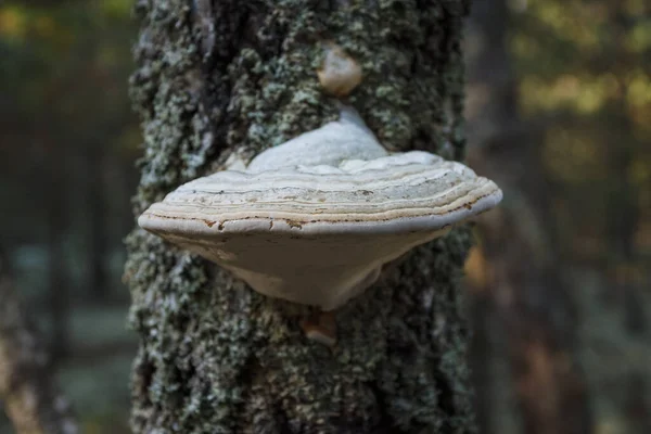 Fomes fomentarius yakın çekim. Küçük alan derinliği