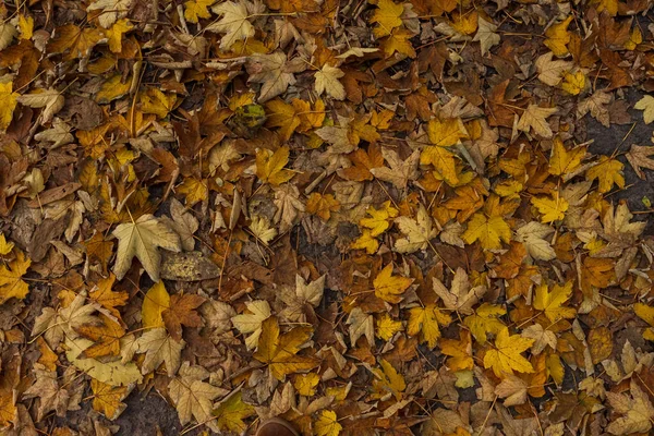 Hojas Multicolores Caídas Fondo Otoño —  Fotos de Stock