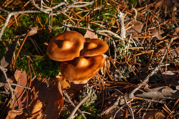 带橙色帽子的野蘑菇被黄昏时分的太阳光照亮 实地深度小 — 图库照片