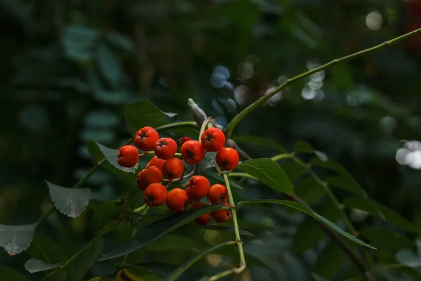 Des Baies Rowan Rouges Sur Une Branche Sorbus Aucuparia — Photo