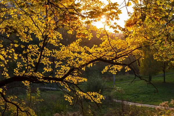 Дерево Жовтим Листям Освітлене Заходом Сонця — стокове фото