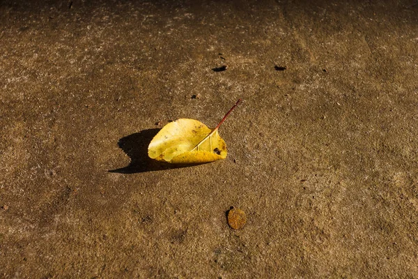 Padlý Javorový List Ležící Chodníku Ozářen Západem Slunce Horní Pohled — Stock fotografie