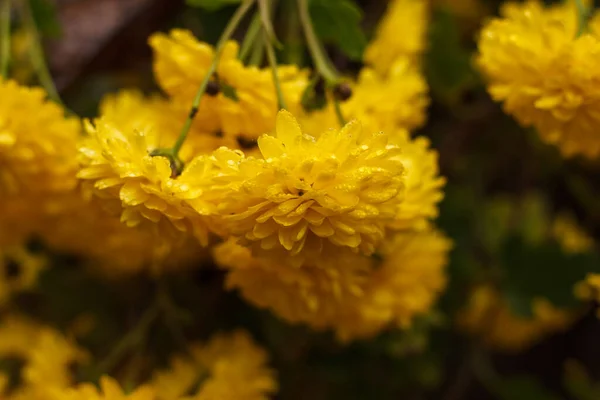 Żółte Chryzantemy Kroplami Deszczu Ogrodzie Mała Głębokość Pola — Zdjęcie stockowe