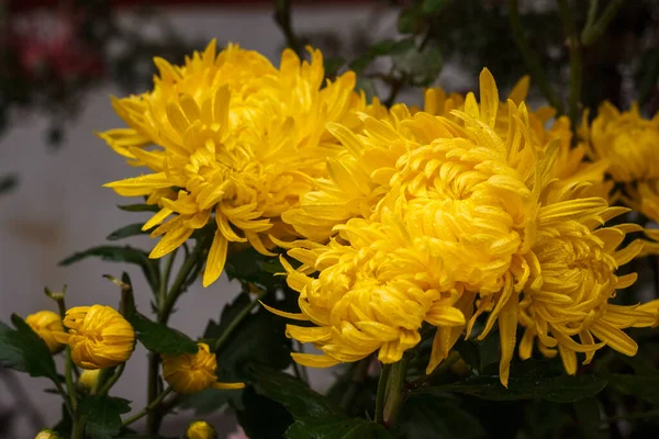 Gele Chrysanten Met Regendruppels Tuin Kleine Velddiepte — Stockfoto