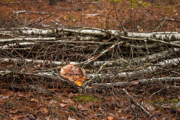 Beautiful Wild Mushroom Grows Dry Fallen Branches Small Depth Field — Stock Photo, Image