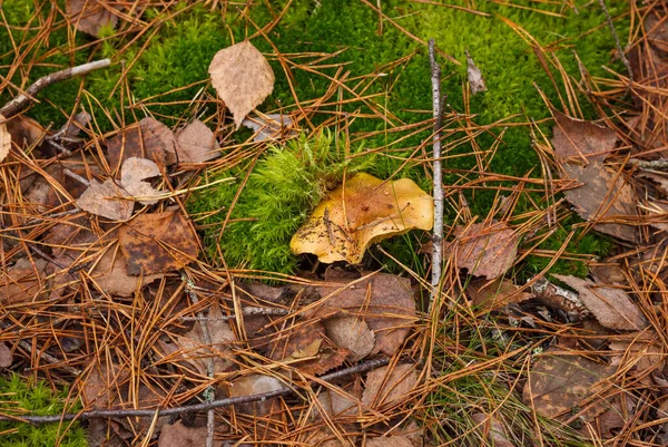 秋林苔藓中的毛滴虫属植物 实地深度小 — 图库照片